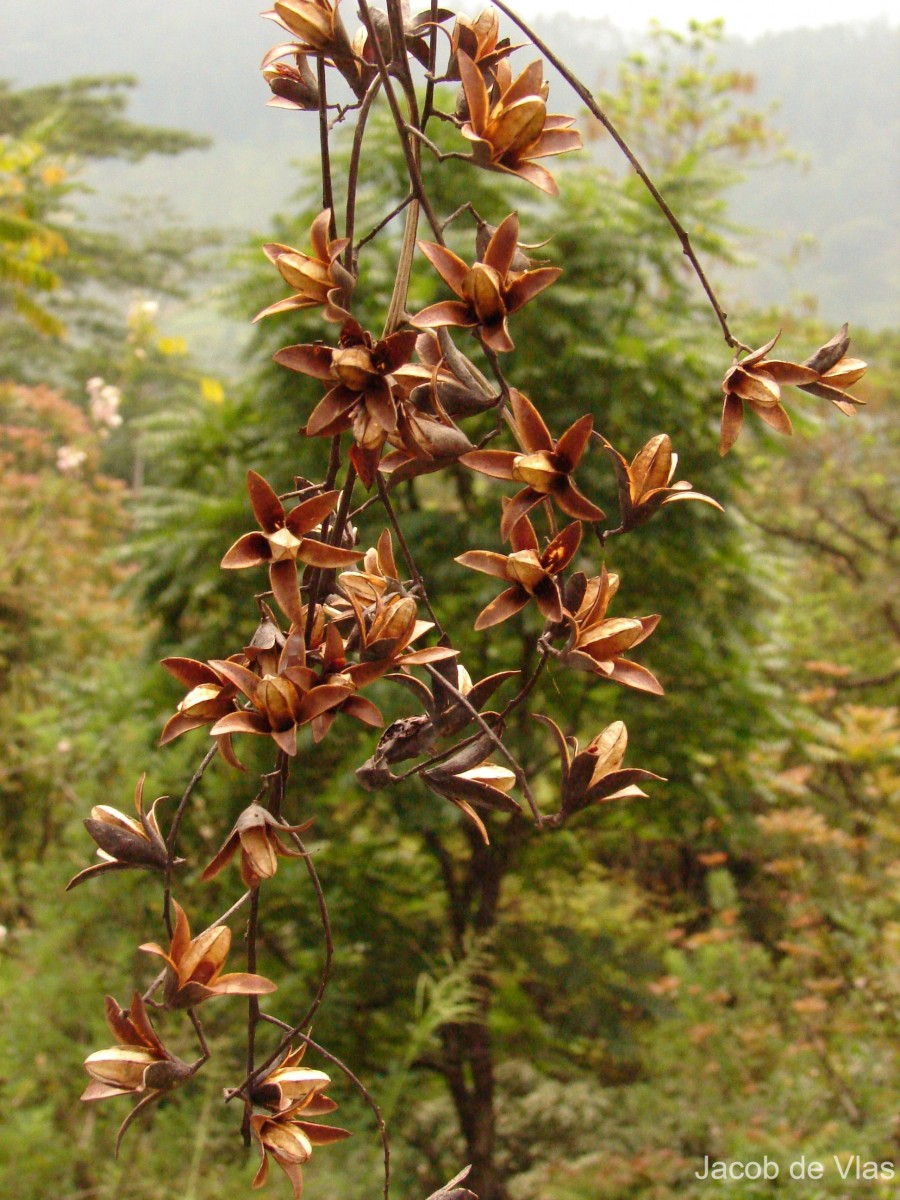 Toona sinensis (Juss.) M.Roem.